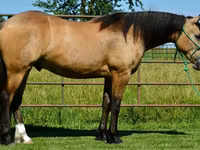 公马, Gypsy horse — 照片 2