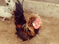 Chickens — 照片 2