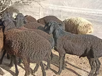 Sheep (batch, sex not specified), Tajik sheep — photo 4
