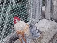 Chickens — Foto 1