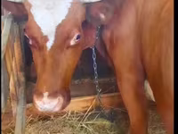 Vaca, Raza Holstein — foto 6