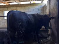 सांड, लाल बिना सींग वाली गाय — फ़ोटो 5