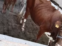 بقرة, Simmental cattle — الصورة 5