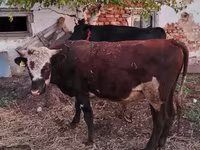 Bulle, Simmental cattle — Foto 2