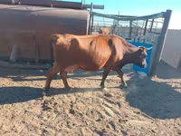 بقرة, Latvian Blue cattle — الصورة 3
