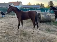 حصان, Dutch warmblood horse — الصورة 8