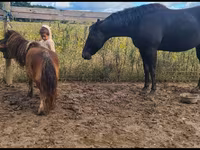 Mare, Appaloosa — photo 1