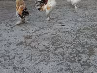 Japanese Bantam — photo 5