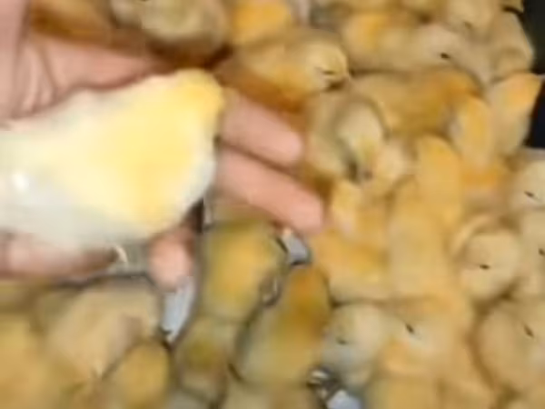 Chickens