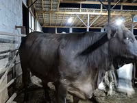 Cow, Brahman — photo 2