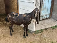 عنزة, Kamori goats — الصورة 6