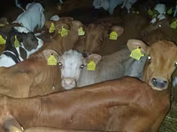 सांड, लिमोज़िन गाय — फ़ोटो 3
