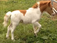 Hengst, Miniature horse — Foto 2