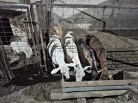 Cabra, Saanen goat — foto 7