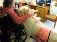فرس, Miniature horse — الصورة 3