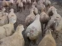 भेड़, Daglıс sheep — फ़ोटो 1