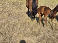 Yegua, Kazakh horse — foto 2