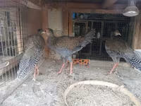 Gris Perla — foto 3