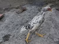 Shamo chickens — photo 1