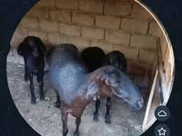 भेड़, भेड़ — फ़ोटो 4