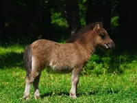 Horses (batch, sex not specified), Shetland Pony — photo 4