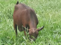 Ziege, Irish goat — Foto 8