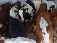 ثور, Simmental cattle — الصورة 5