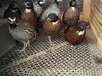 Guinea fowl — photo 4