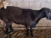 Ram, Rambouillet sheep — photo 4