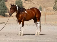 Caballo, American paint horse — foto 4