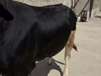 公牛, Aberdeen-Angus — 照片 1