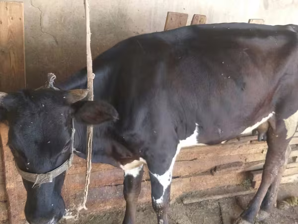 بقرة, Russian Black pied cattle