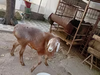 Ram, Arashan sheep — photo 8