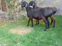 Ram, Arashan sheep — photo 8
