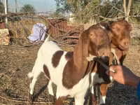 Ziege, Kamori goats — Foto 5