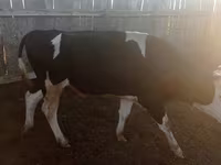 Bull, Russian Black pied cattle — photo 4