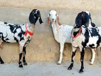 Cabra, Beetal goats — foto 4