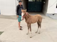 Yegua, Caballos — foto 3
