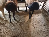 Carnero, Hissar sheep — foto 7