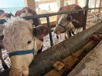 Kuh, Simmental cattle — Foto 3