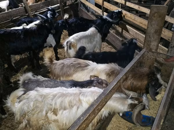 Billy Goat, Goats
