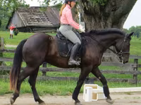 Caballo, Percheron — foto 5