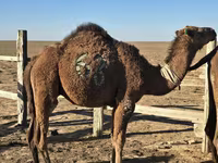 جمل, Arvana camel — الصورة 1