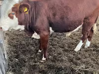 أبقار (دفعة، الجنس غير محدد), Simmental cattle — الصورة 3