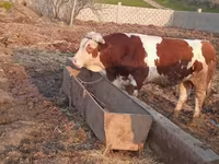 ثور, Simmental cattle — الصورة 6
