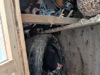 Japanisches Bantam — Foto 1