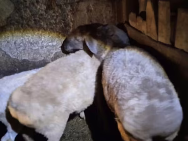 Oveja, Adal sheep