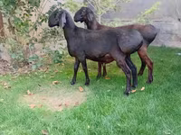 Ram, Arashan sheep — photo 1