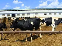 Vaca, Yaroslavl cattle — foto 3