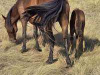 Yegua, Kazakh horse — foto 6